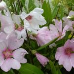 Lavatera x clementii 'Barnsley - 