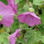 Lavatera x clementii 'Bredon Springs' - 