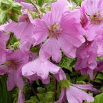 Lavatera x clementii 'Burgundy Wine' - Lavatera x clementii 'Burgundy Wine' - Lavatera x clementii 'Burgundy Wine'