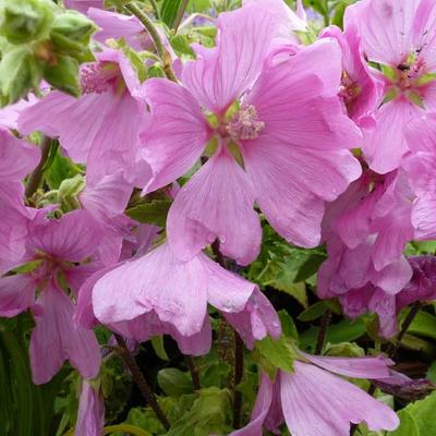 Lavatera x clementii 'Burgundy Wine' - Lavatera x clementii 'Burgundy Wine'