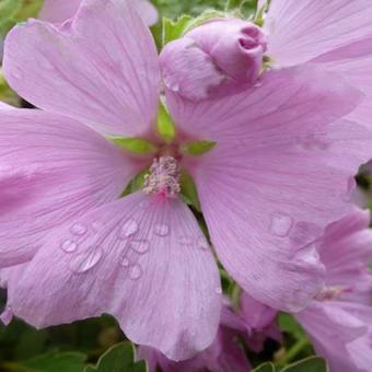 Lavatera x clementii 'Candy Floss'