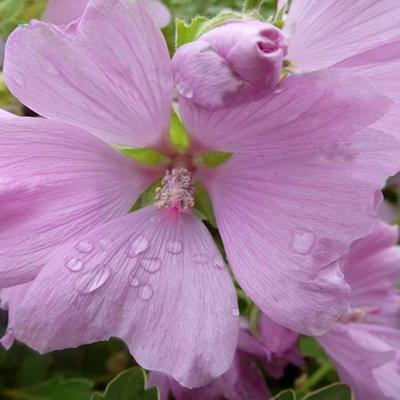 Lavatera x clementii 'Candy Floss' - Lavatera x clementii 'Candy Floss'