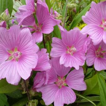 Lavatera x clementii 'Rosea'