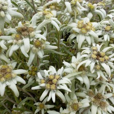 Leontopodium alpinum - Alpen-Edelweiß