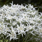 Leontopodium alpinum 'Blossom of Snow' - 