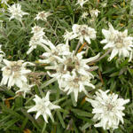 Leontopodium alpinum 'Mont Blanc' - 