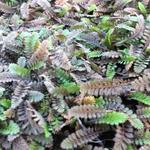 Leptinella potentillina - 