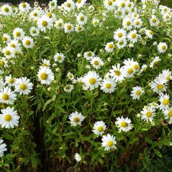 Leucanthemella serotina