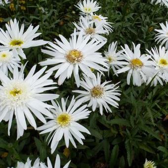 Leucanthemum 'Christine Hagemann'