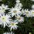 Leucanthemum 'Christine Hagemann'