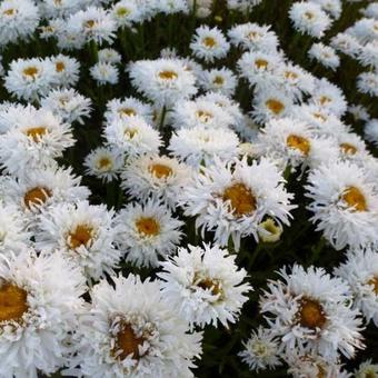 Leucanthemum x superbum 'Engelina'