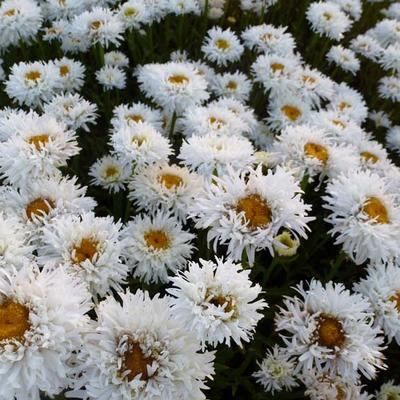 Leucanthemum x superbum 'Engelina' - 