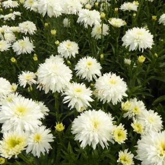 Leucanthemum x superbum 'Fiona Coghill'