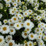 Leucanthemum x superbum 'Freak' - 