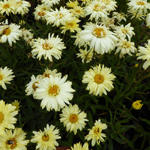 Leucanthemum x superbum 'Goldfinch' - 