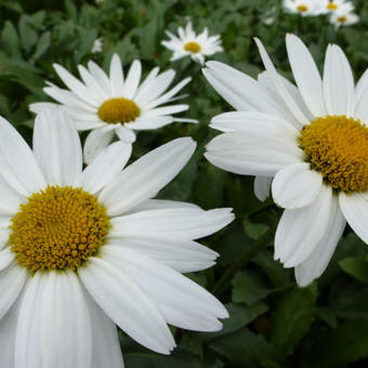 Leucanthemum x superbum 'Gruppenstolz'