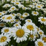 Leucanthemum x superbum 'Lacrosse' - 