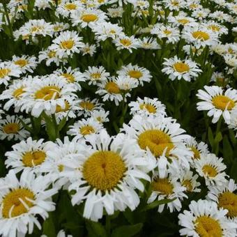 Leucanthemum x superbum 'Lacrosse'