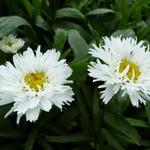 Leucanthemum x superbum 'Laspider' - 