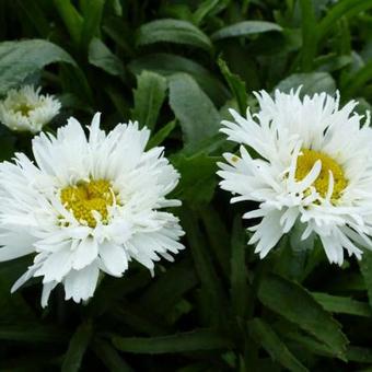 Leucanthemum x superbum 'Laspider'