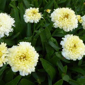 Leucanthemum x superbum 'Luna'