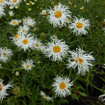 Leucanthemum x superbum 'Old Court Variety'