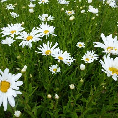 Leucanthemum 'Polaris' - 