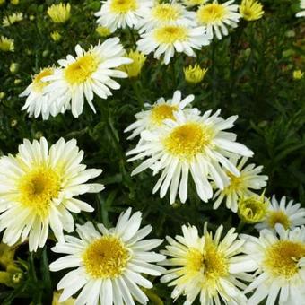 Leucanthemum x superbum 'REAL Glory'