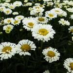 Leucanthemum x superbum 'REAL Neat' - 