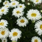 Leucanthemum x superbum 'Shapcott Ruffles' - 