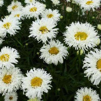 Leucanthemum x superbum 'Shapcott Ruffles'