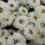 Leucanthemum x superbum 'Shapcott Summer Clouds' - 