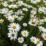 Leucanthemum x superbum  'Silberprinzesschen' - Leucanthemum x superbum 'Silberprinzesschen'