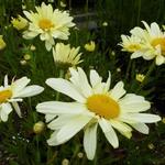 Leucanthemum x superbum 'Sonnenschein' - 