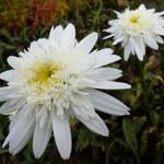 Leucanthemum x superbum 'Stina' - 