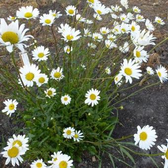 Leucanthemum vulgare