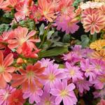 Lewisia 'Sunset Hybrids' - 