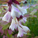 Leycesteria formosa - Schöne Leycesterie - Leycesteria formosa