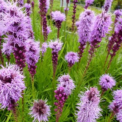 Liatris spicata - PLUME DU KANSAS