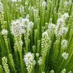 Liatris spicata 'Alba' - Liatris spicata 'Alba'