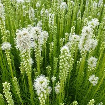 Liatris spicata 'Alba'