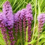 Liatris spicata 'Floristan Violett' - Liatris spicata 'Floristan Violett'