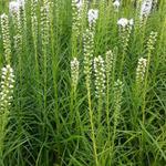 Liatris spicata 'Floristan Weiss' - 