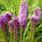 Liatris spicata 'Kobold' - Liatris spicata 'Kobold'