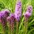 Liatris spicata 'Kobold'