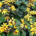 Ligularia dentata 'Desdemona'