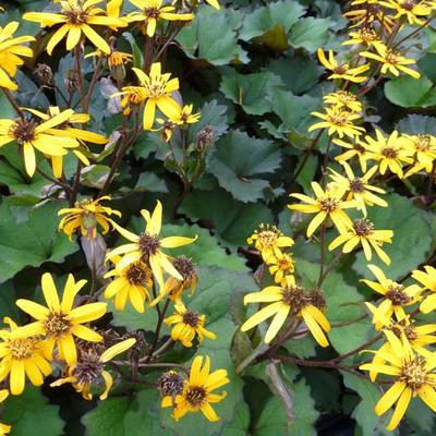 Ligularia dentata 'Desdemona' - 