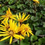 Ligularia dentata 'Othello' - 