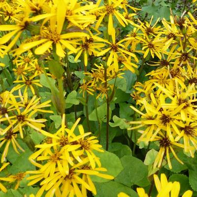 Ligularia x hessei - 