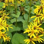 Ligularia x hessei 'Gregynog Gold' - 